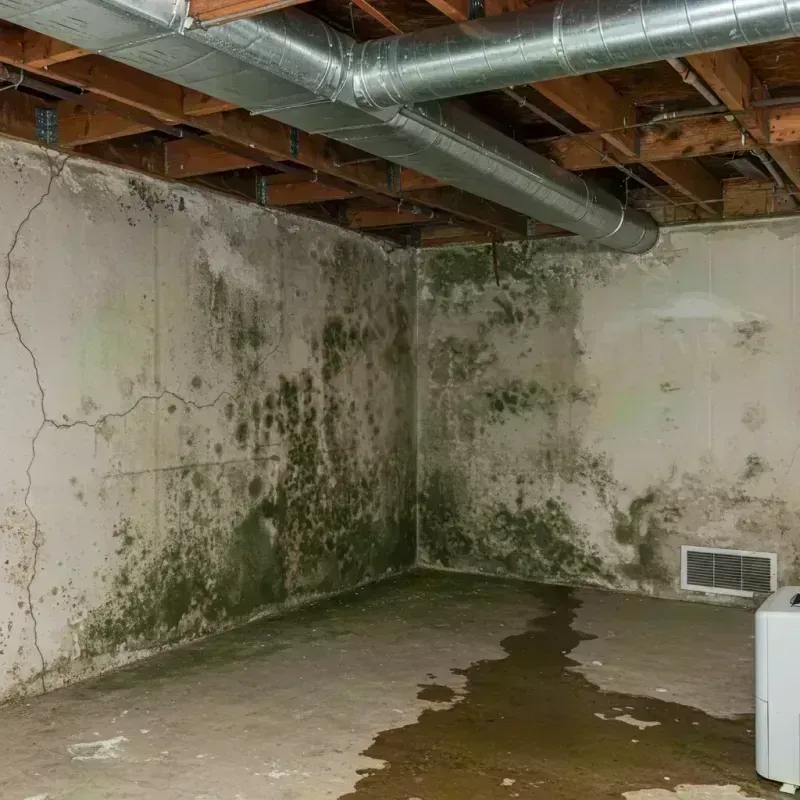 Professional Mold Removal in East Peoria, IL